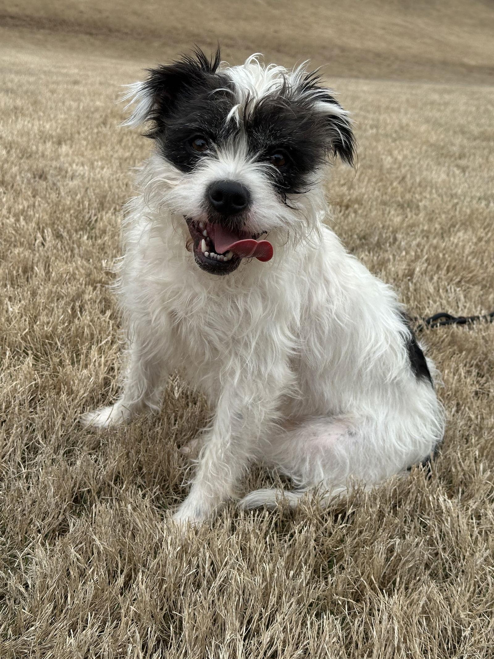 Darla Jean, Adopted, Young Female Terrier.