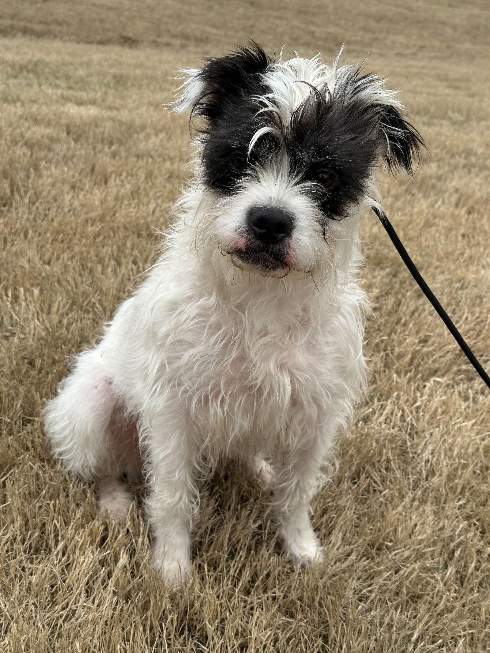 Darla Jean, a Adopted Terrier in Greenville, SC image 2/3