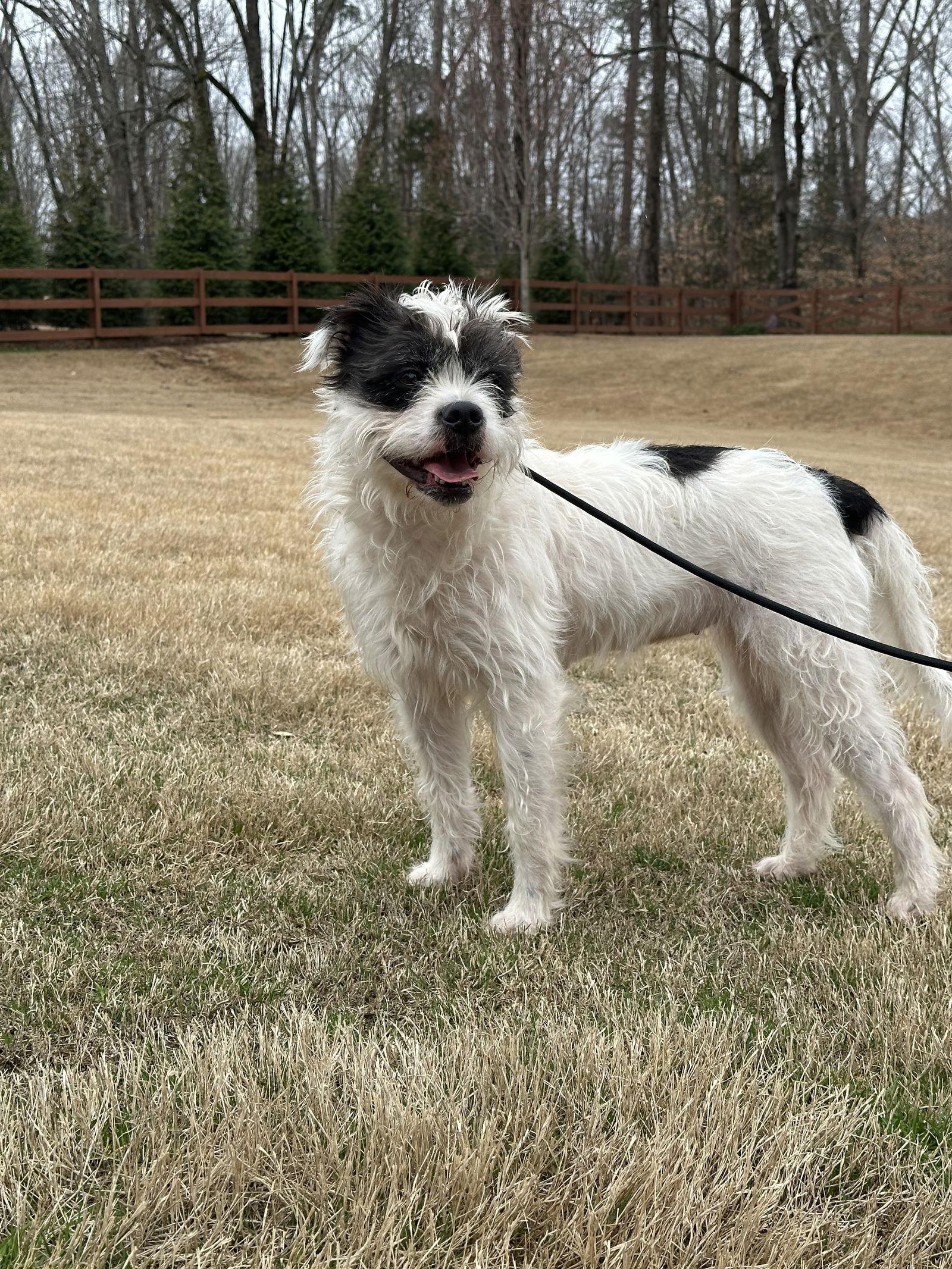 Darla Jean, a Adopted Terrier in Greenville, SC image 3/3