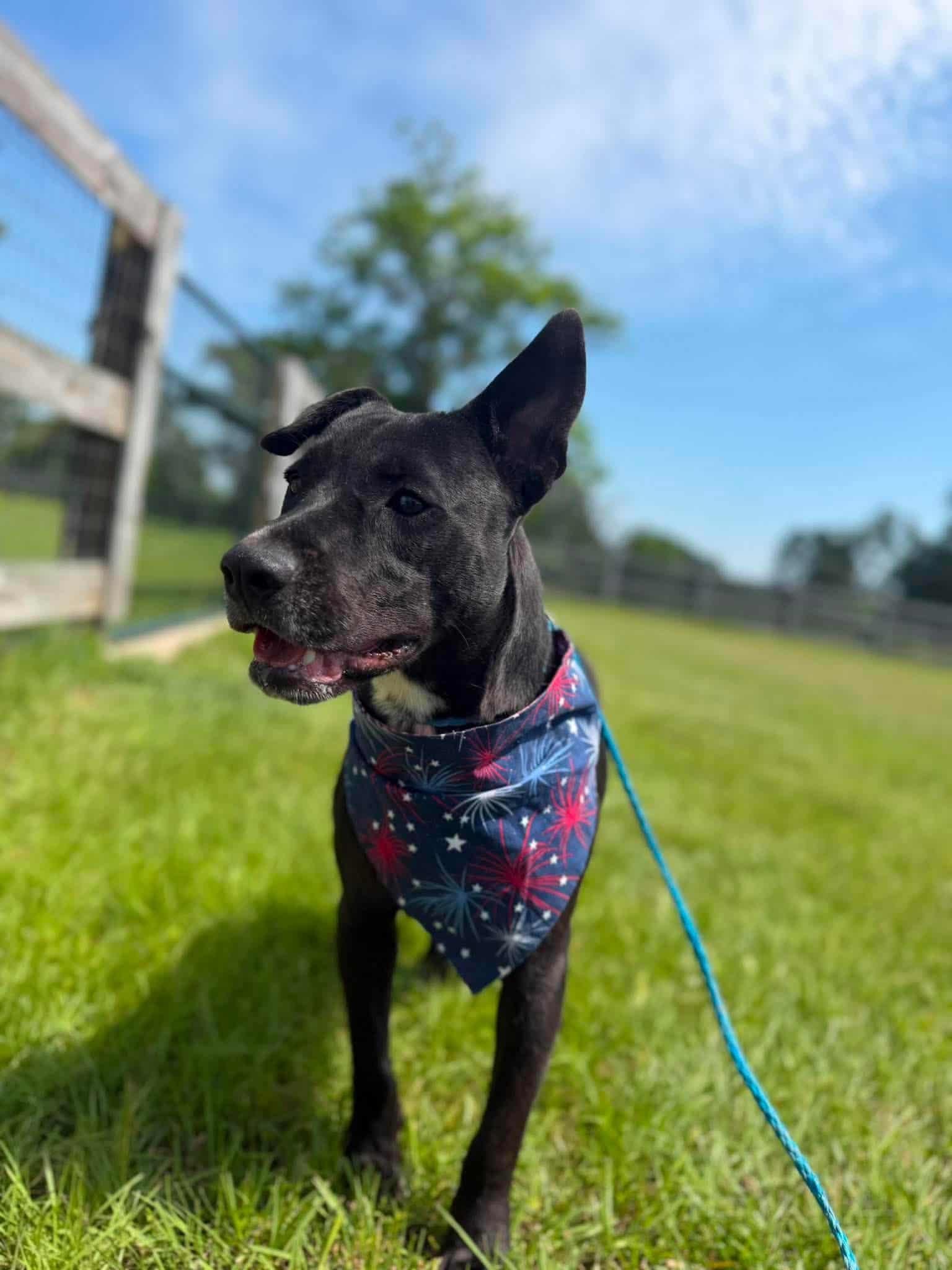 Enlarge JETT, a Adoptable mixed breed in Ann Arbor, MI image 6/6