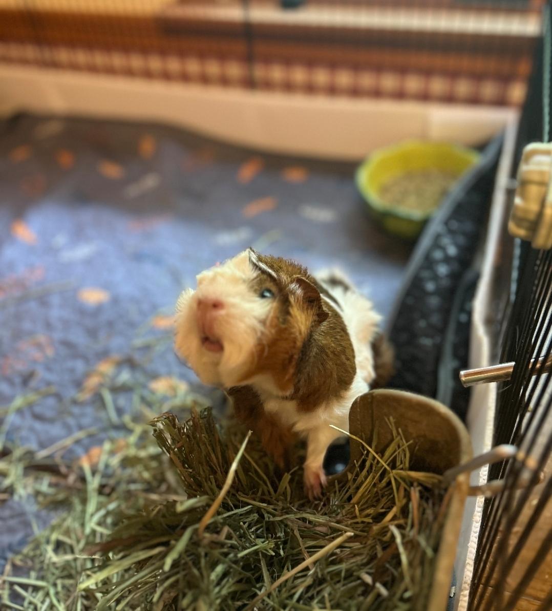Sky & Zuma, Adult Female unknown