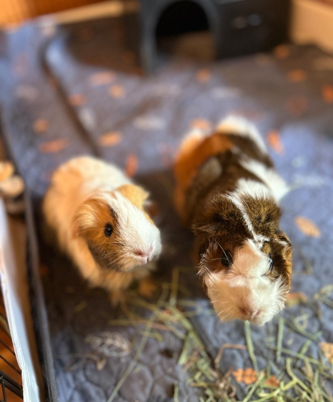 Sky & Zuma