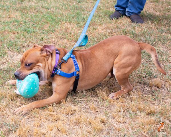 Kissy Face, Adoptable, Young Male Pit Bull Terrier.