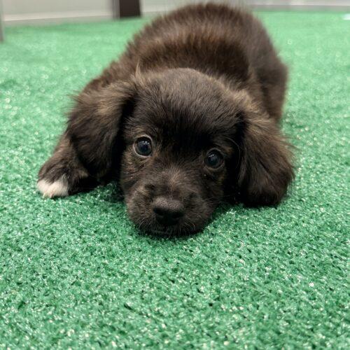 Charger, Adoptable, Puppy Male Chihuahua.
