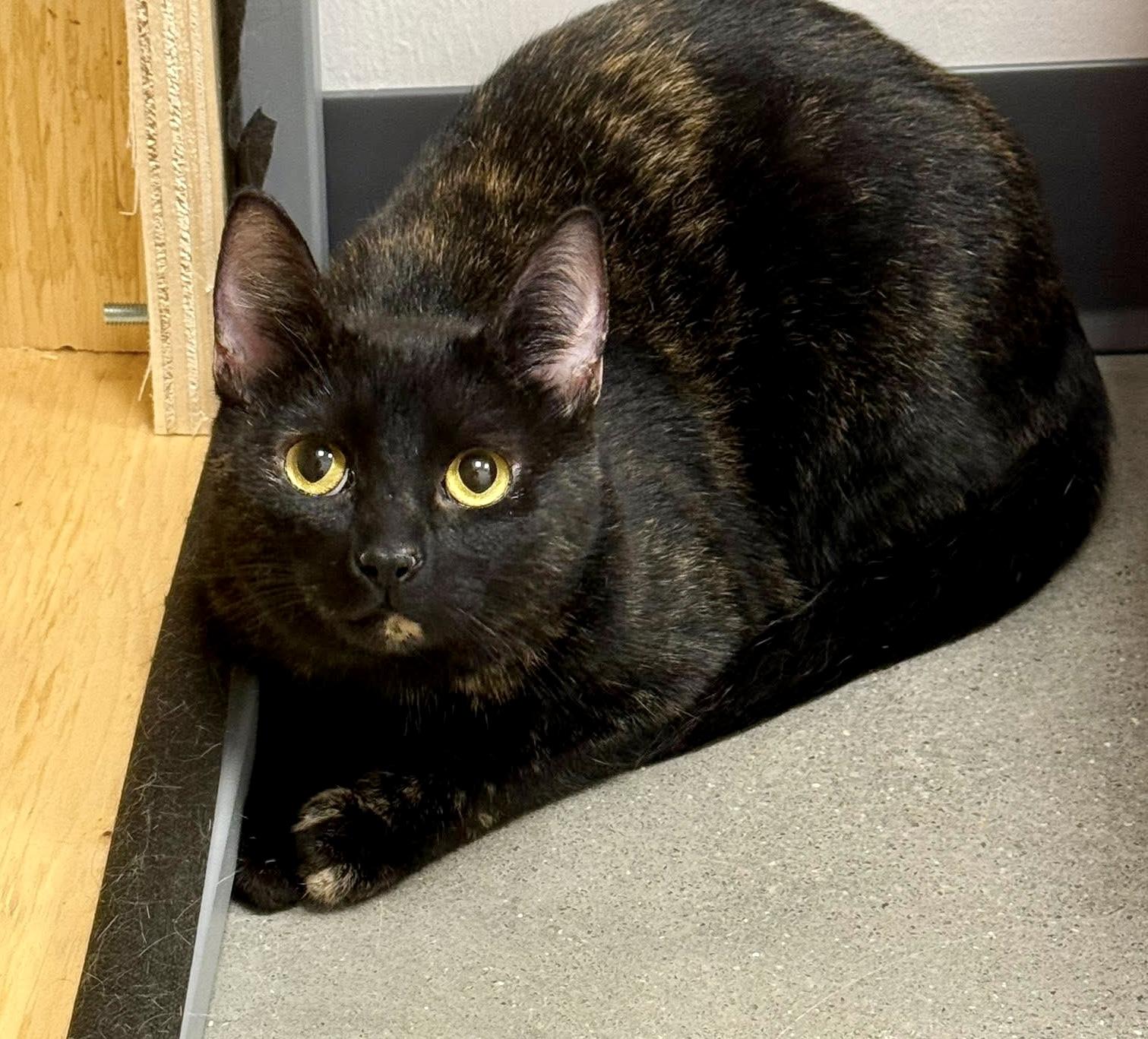 Ginsberg, an adopted Domestic Short Hair in Apex, NC image 1/6
