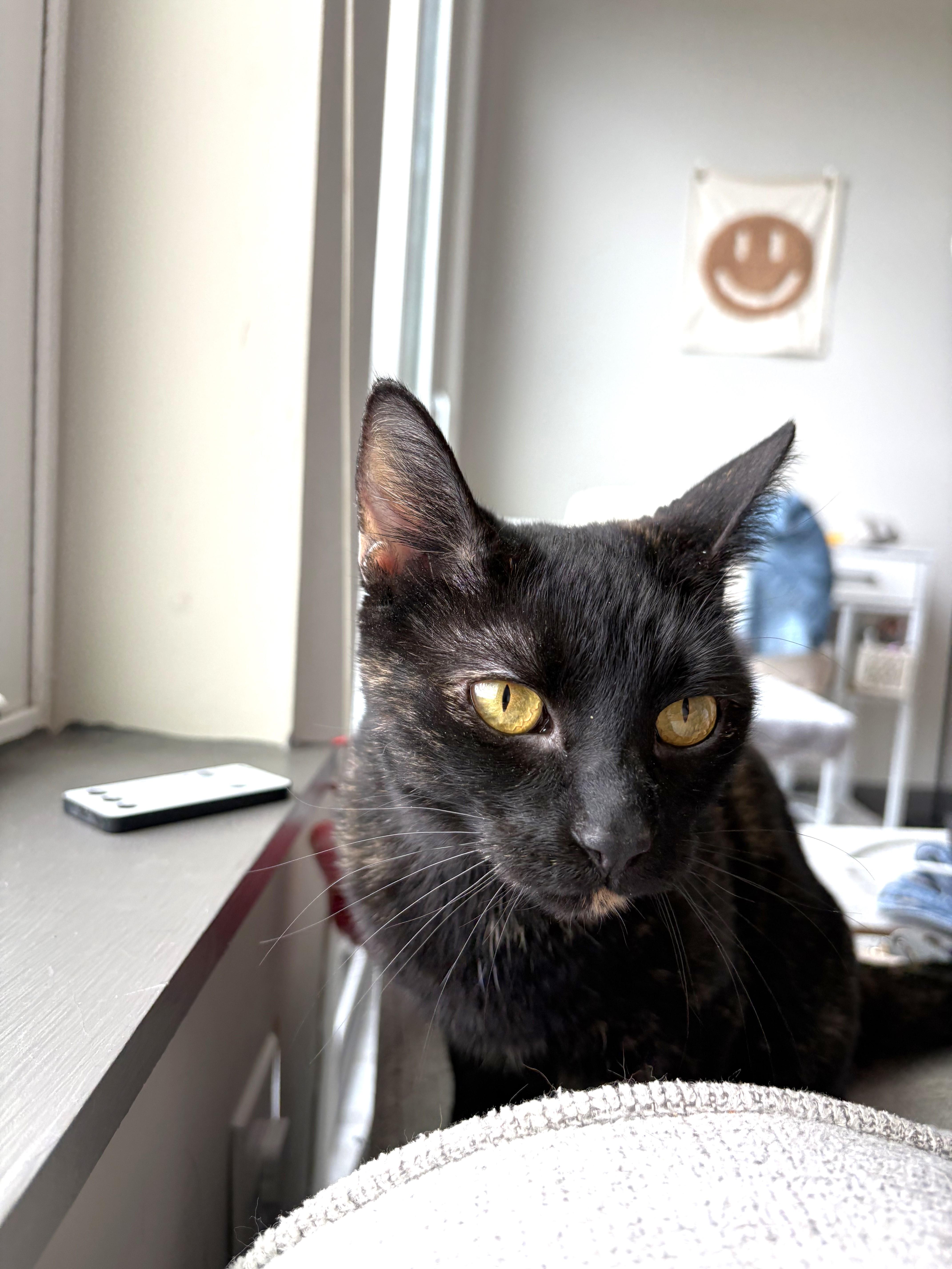 Enlarge Ginsberg, a ADOPTABLE Domestic Short Hair in Apex, NC image 2/3