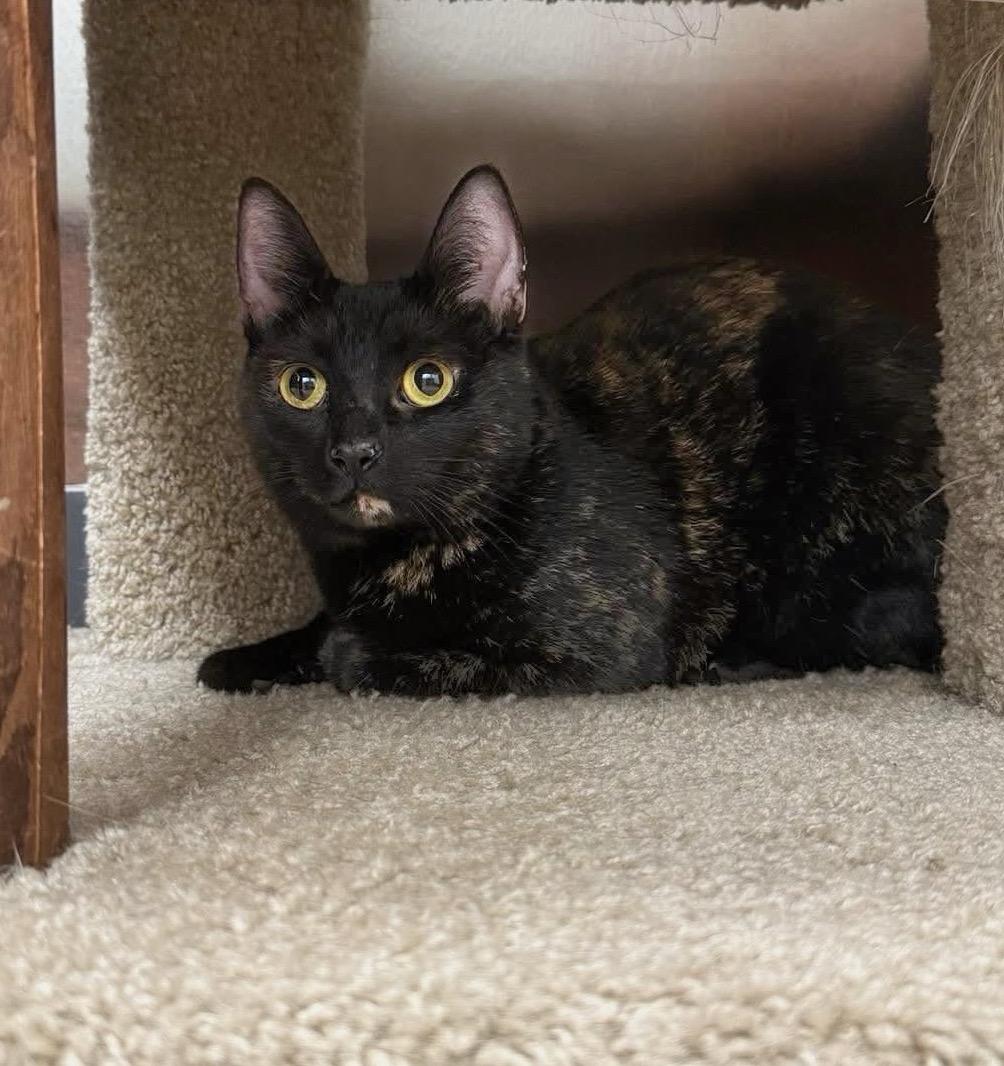 Ginsberg, an adopted Domestic Short Hair in Apex, NC image 5/6