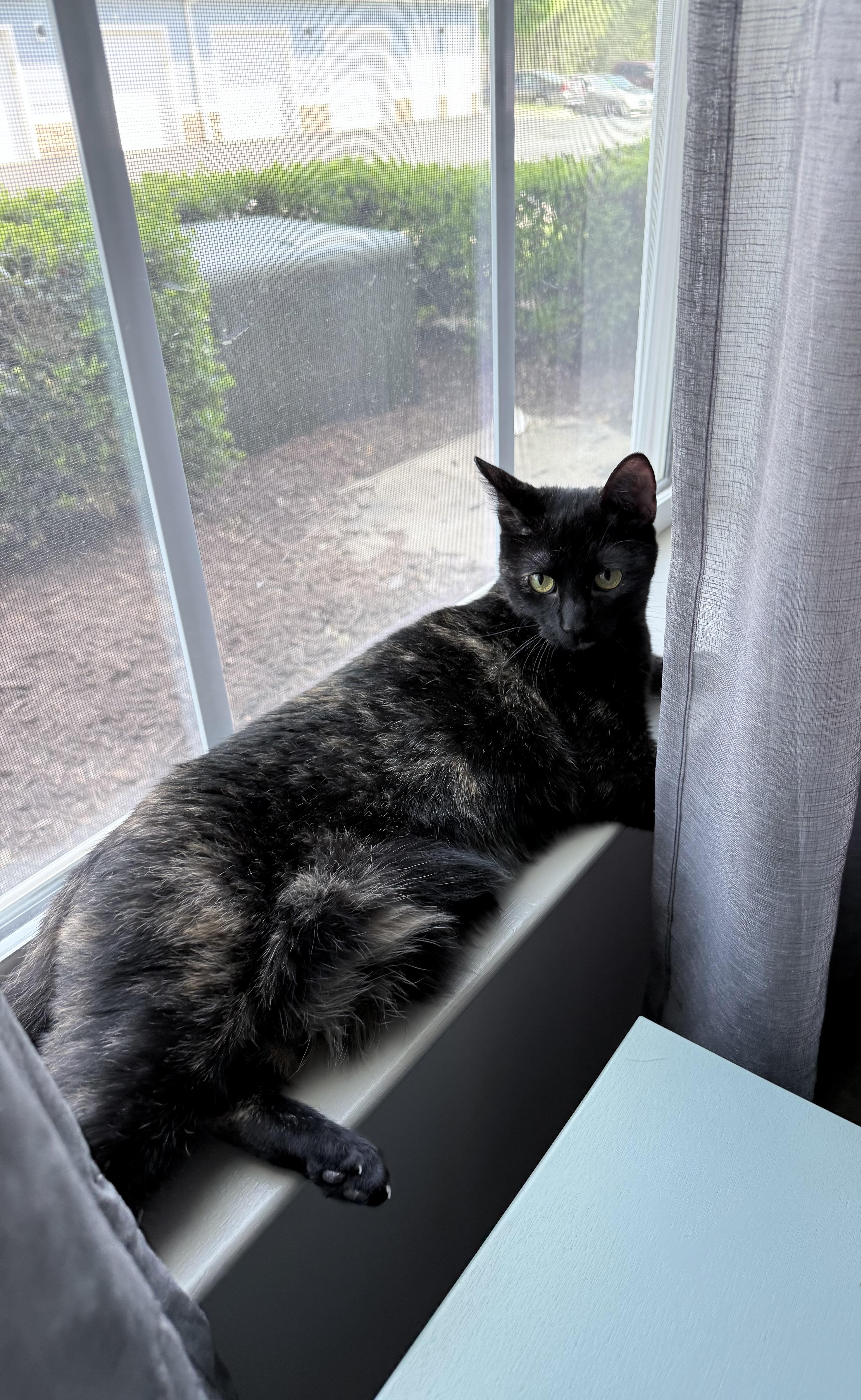 Enlarge Ginsberg, a ADOPTABLE Domestic Short Hair in Apex, NC image 3/3
