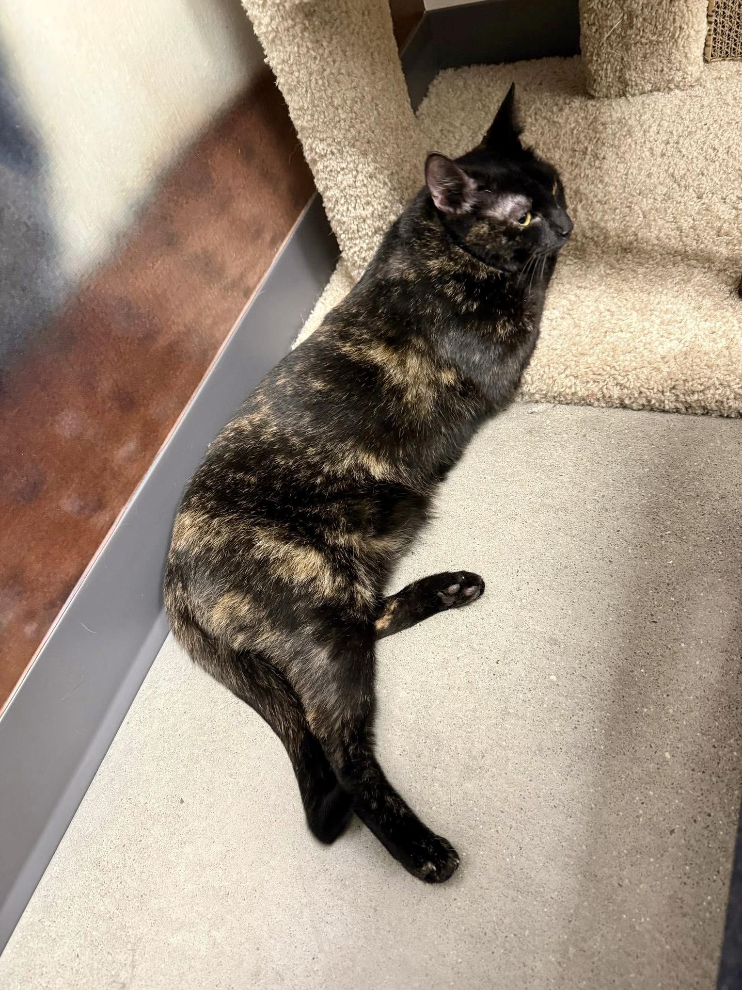 Ginsberg, an adopted Domestic Short Hair in Apex, NC image 6/6