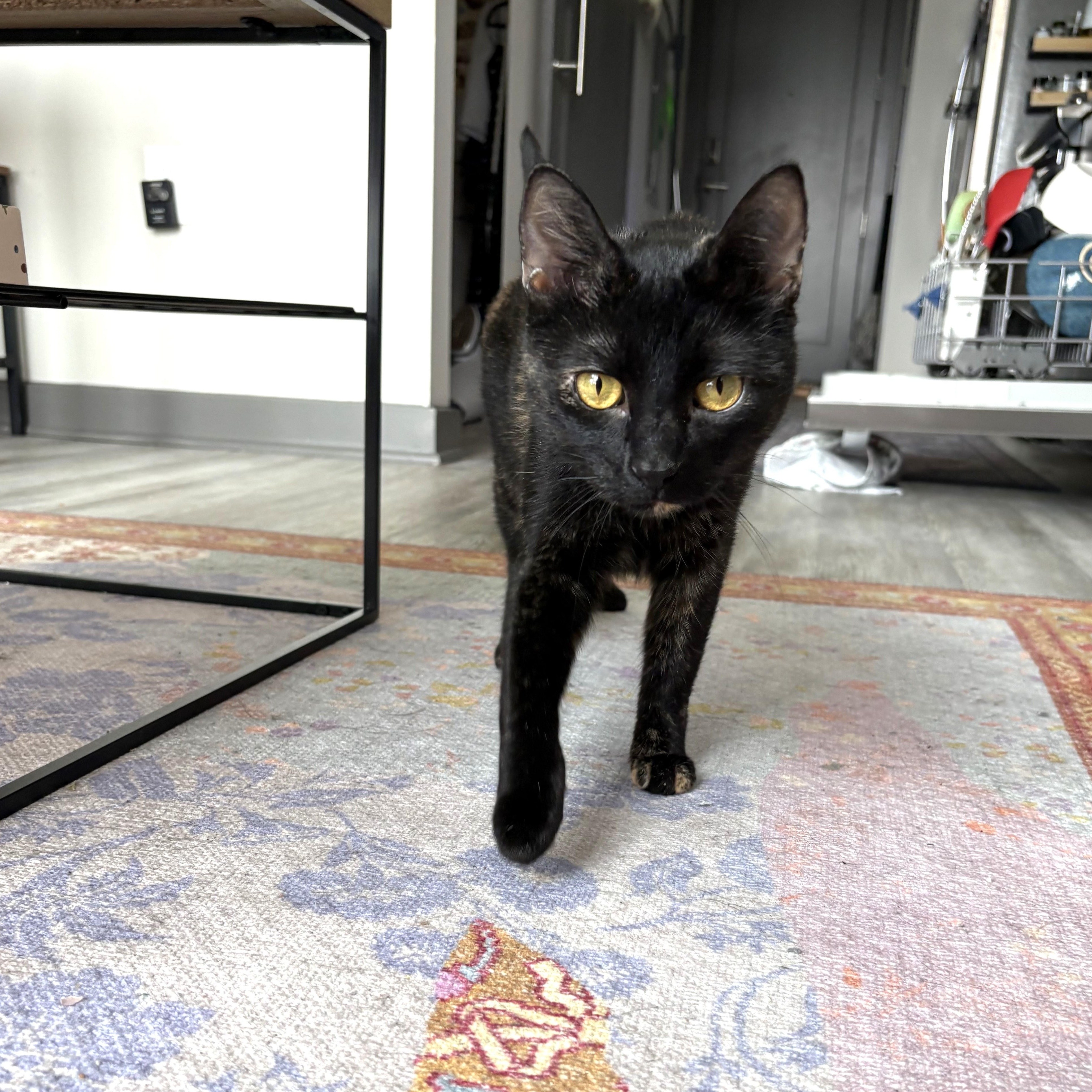 Enlarge Ginsberg, a ADOPTABLE Domestic Short Hair in Apex, NC image 1/3