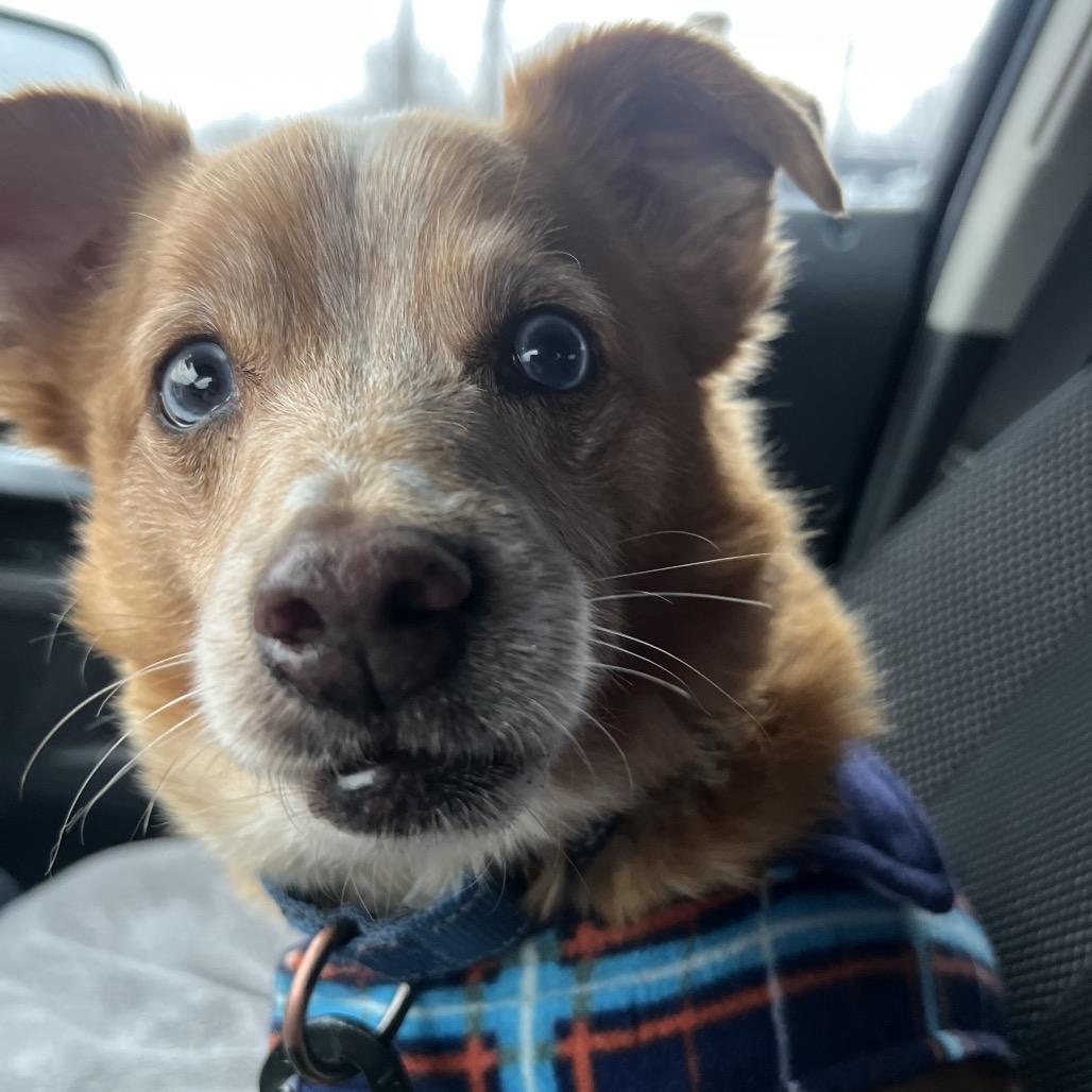 Riley, Adoptable, Senior Male Cardigan Welsh Corgi.
