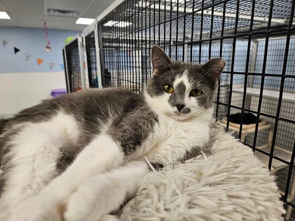 Biscuit, an adoptable Domestic Short Hair in Mount Pleasant, IA, 52641 | Photo Image 2