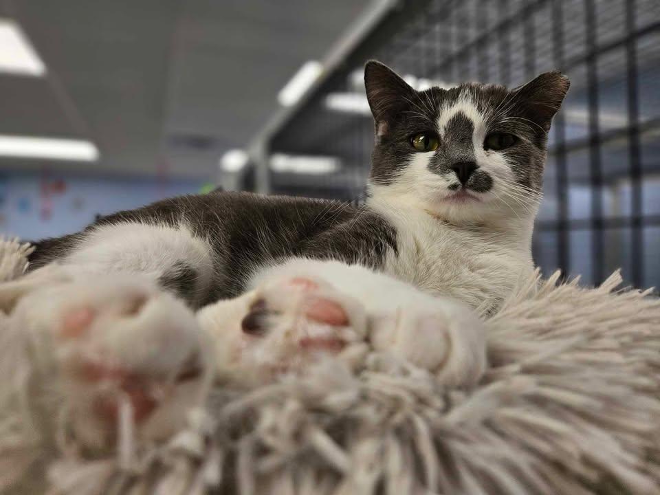 Biscuit, an adoptable Domestic Short Hair in Mount Pleasant, IA, 52641 | Photo Image 3