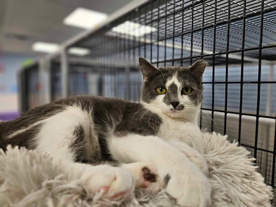 Biscuit, an adoptable Domestic Short Hair in Mount Pleasant, IA, 52641 | Photo Image 4