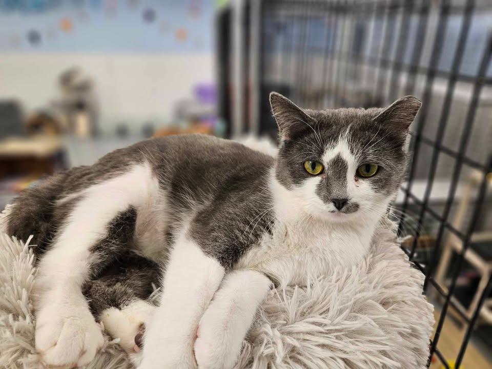Biscuit, an adoptable Domestic Short Hair in Mount Pleasant, IA, 52641 | Photo Image 5