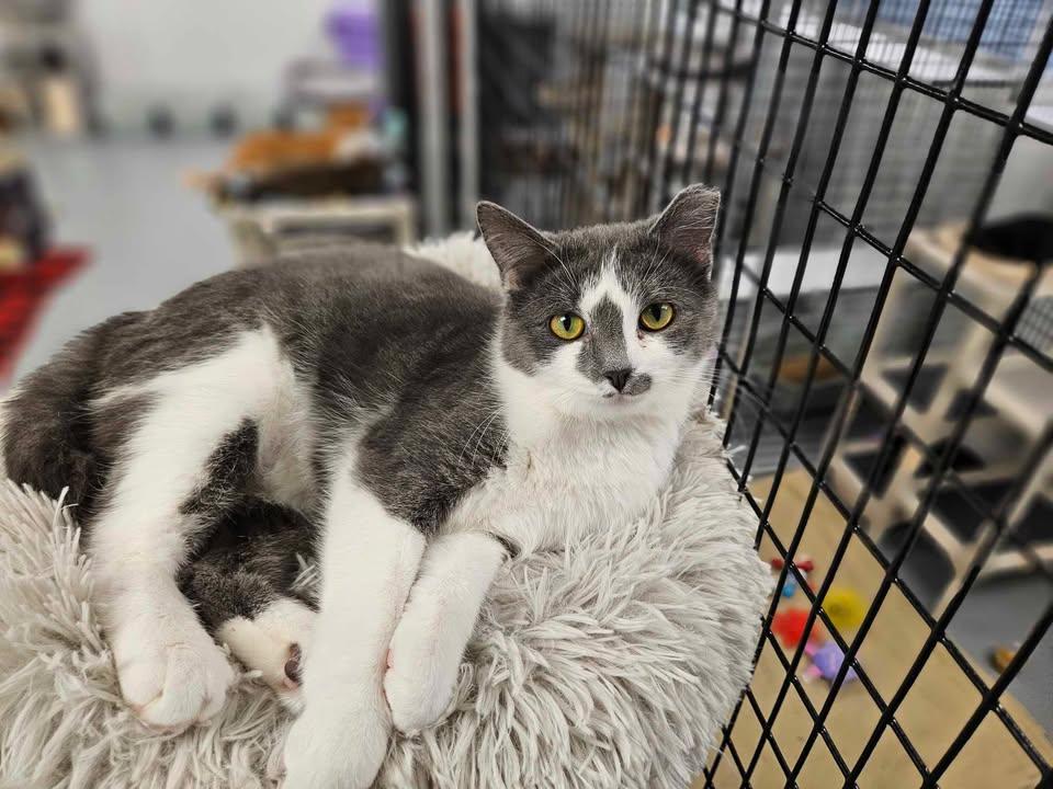 Biscuit, Adult Female unknown