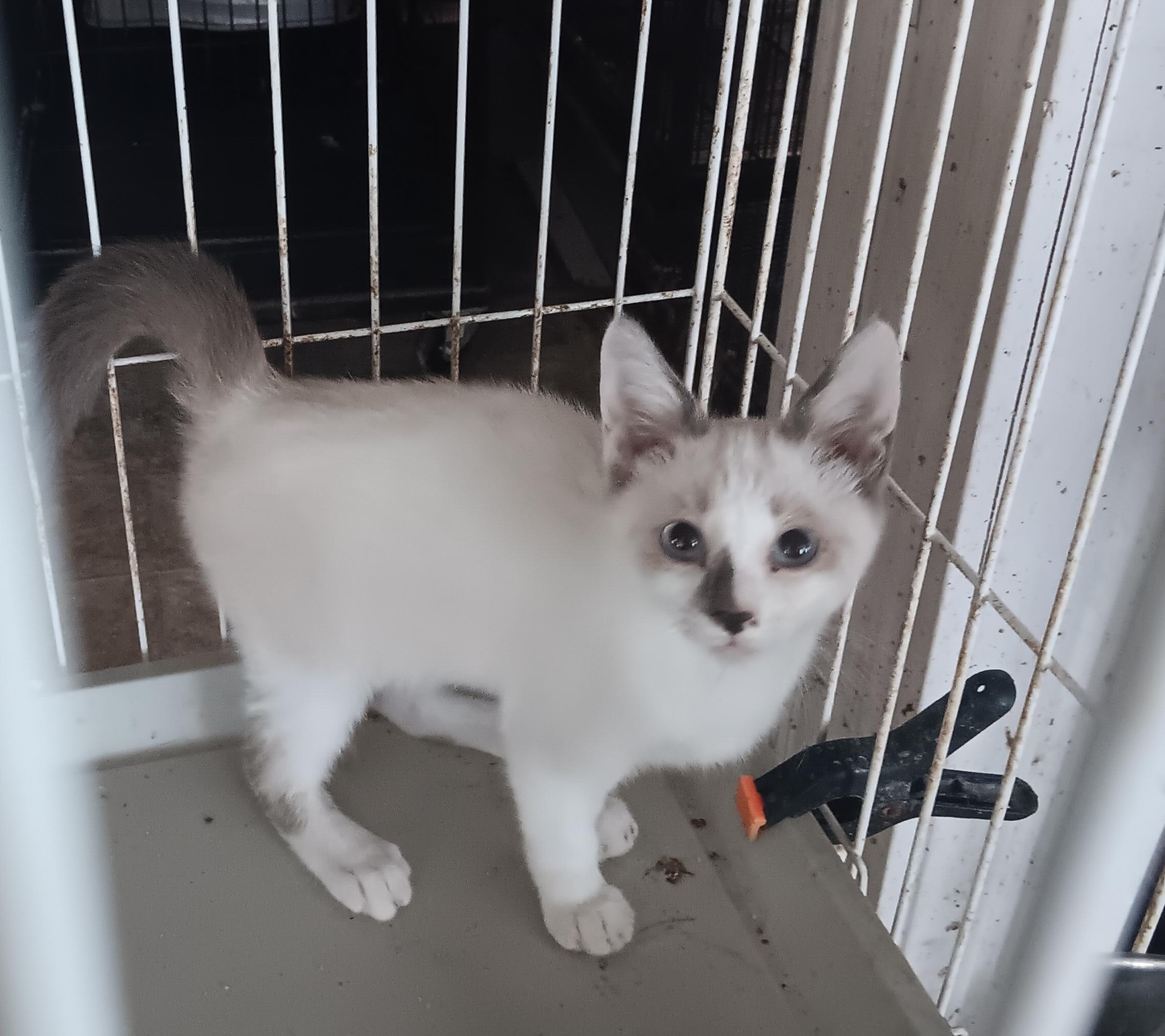 Bandit, an adopted mixed breed in North East, MD image 2/3