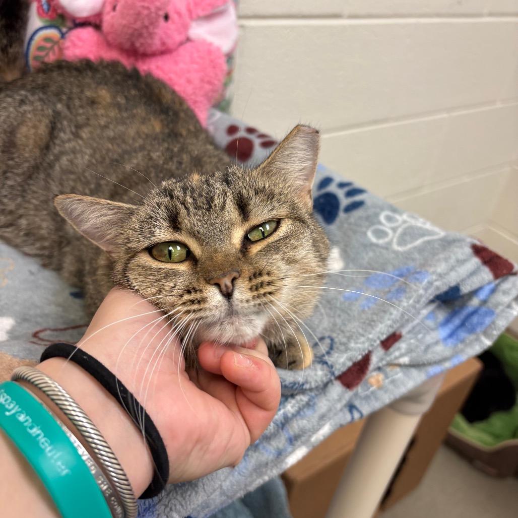 Lady Gaga, a Adoptable Domestic Short Hair in Alexandria, VA image 1/6