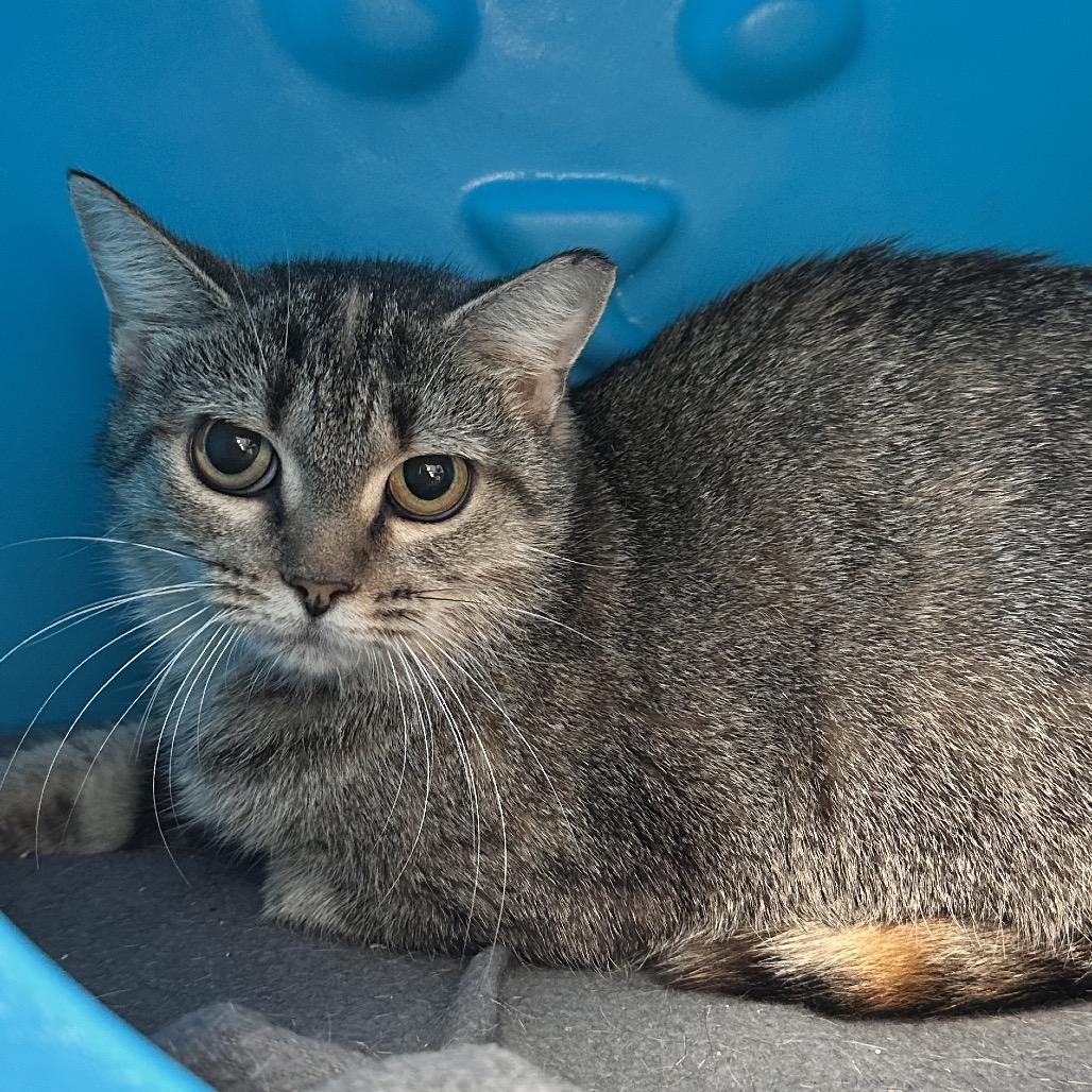 Lady Gaga, a Adoptable Domestic Short Hair in Alexandria, VA image 2/6