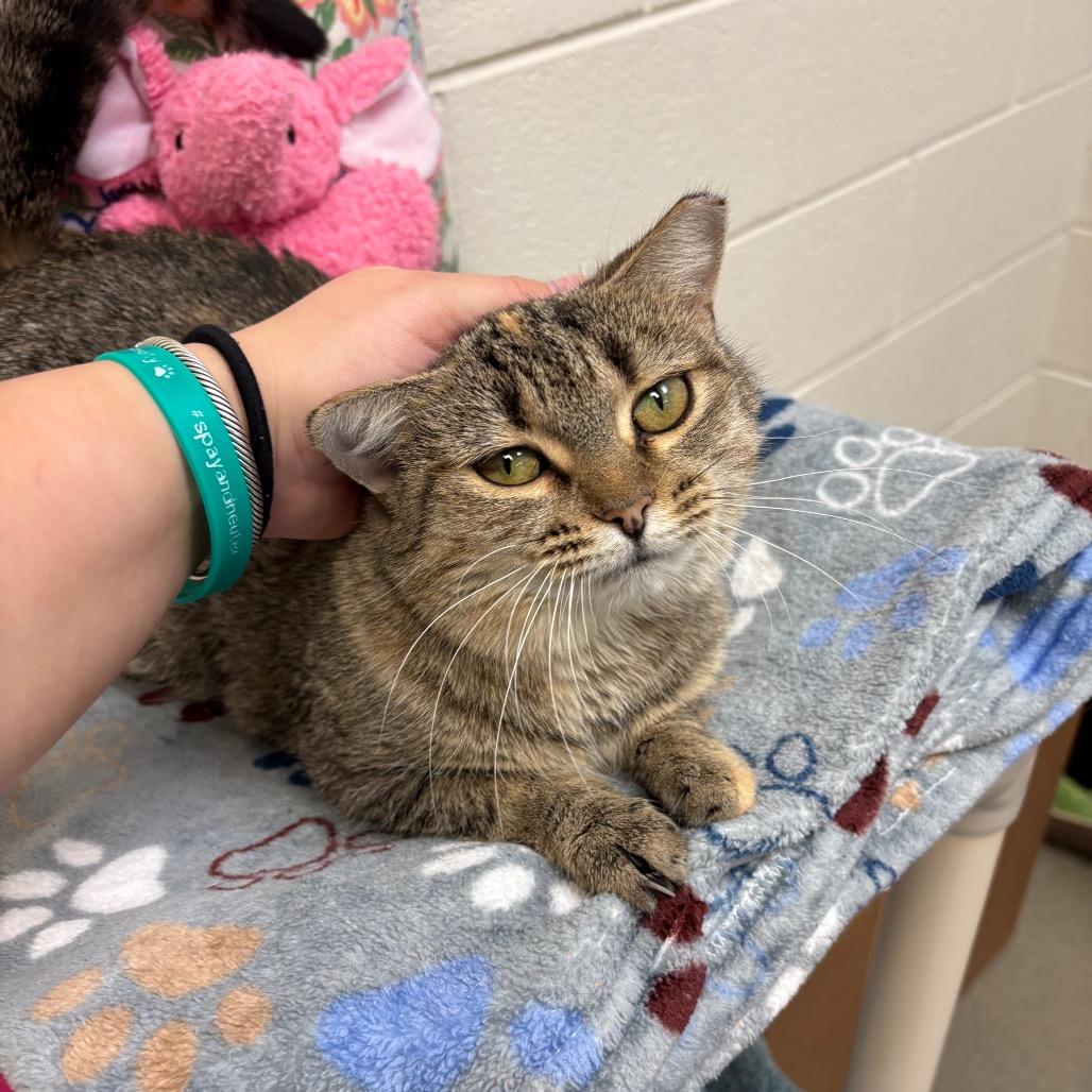 Lady Gaga, a Adoptable Domestic Short Hair in Alexandria, VA image 3/6