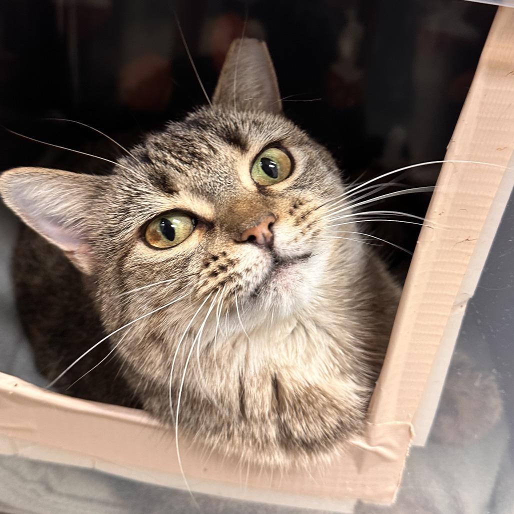 Lady Gaga, a Adoptable Domestic Short Hair in Alexandria, VA image 4/6