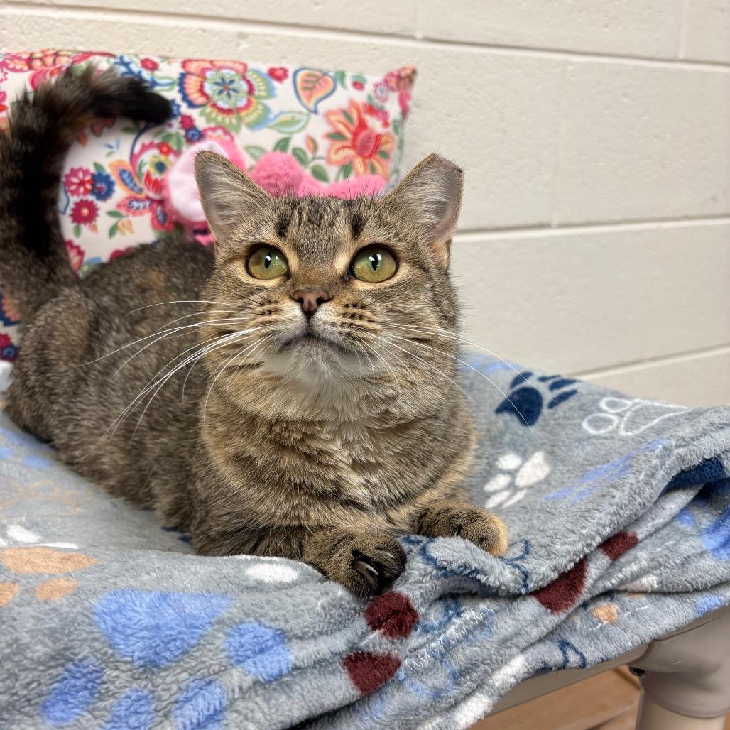 Lady Gaga, a Adoptable Domestic Short Hair in Alexandria, VA image 5/6