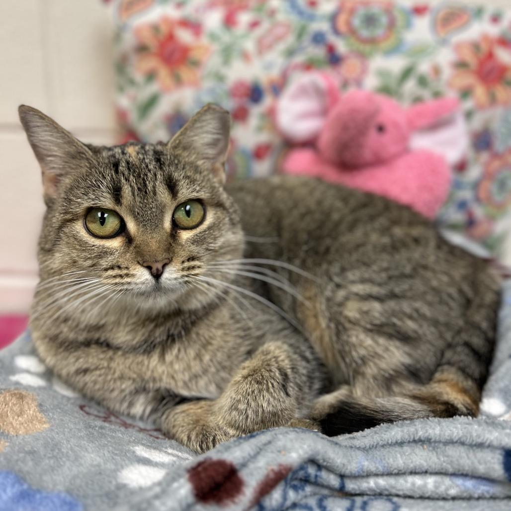 Lady Gaga, a Adoptable Domestic Short Hair in Alexandria, VA image 6/6