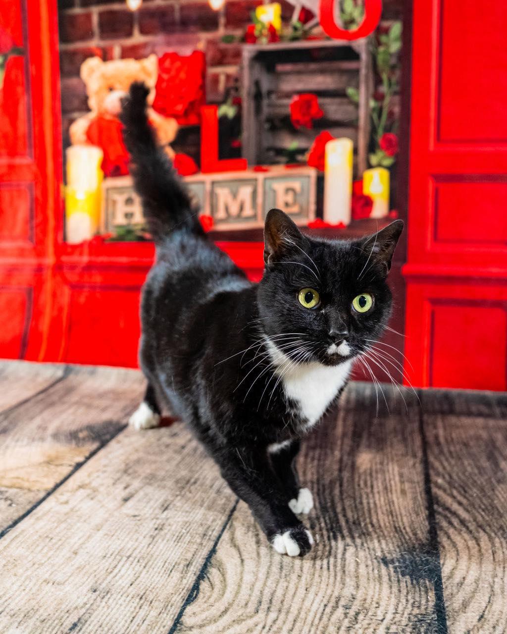 Enlarge Mister, a ADOPTABLE Domestic Short Hair in Dellslow, WV image 1/1