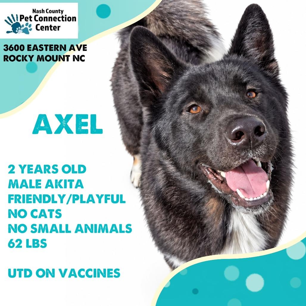 AXEL Available NOW - ADOPTION or RESCUE!, Adoptable, Adult Male Akita & Mixed Breed.