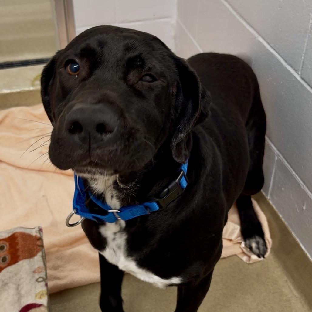 Enlarge Miles, a Adoptable American Bulldog in West Palm Beach, FL image 1/6