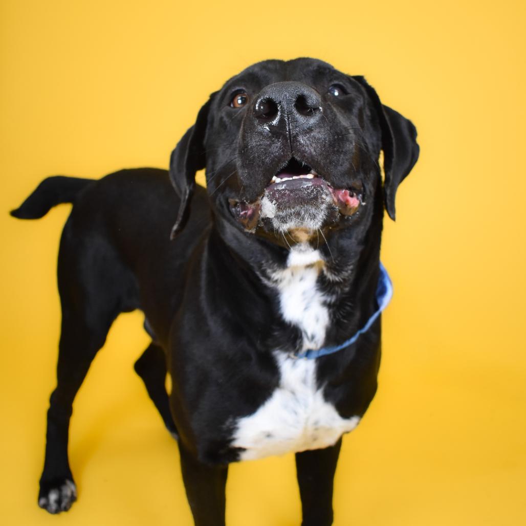 Enlarge Miles, a Adoptable American Bulldog in West Palm Beach, FL image 2/6
