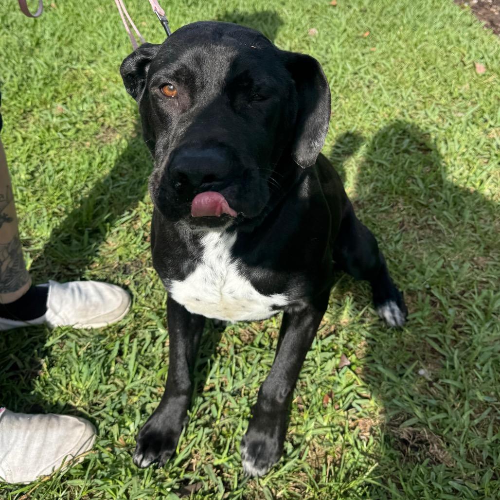 Enlarge Miles, a Adoptable American Bulldog in West Palm Beach, FL image 3/6