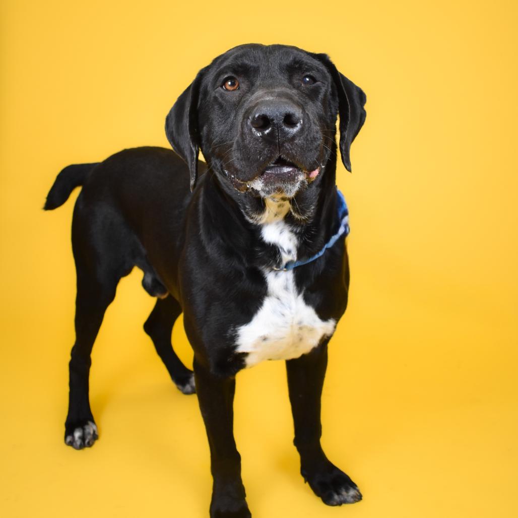 Enlarge Miles, a Adoptable American Bulldog in West Palm Beach, FL image 4/6