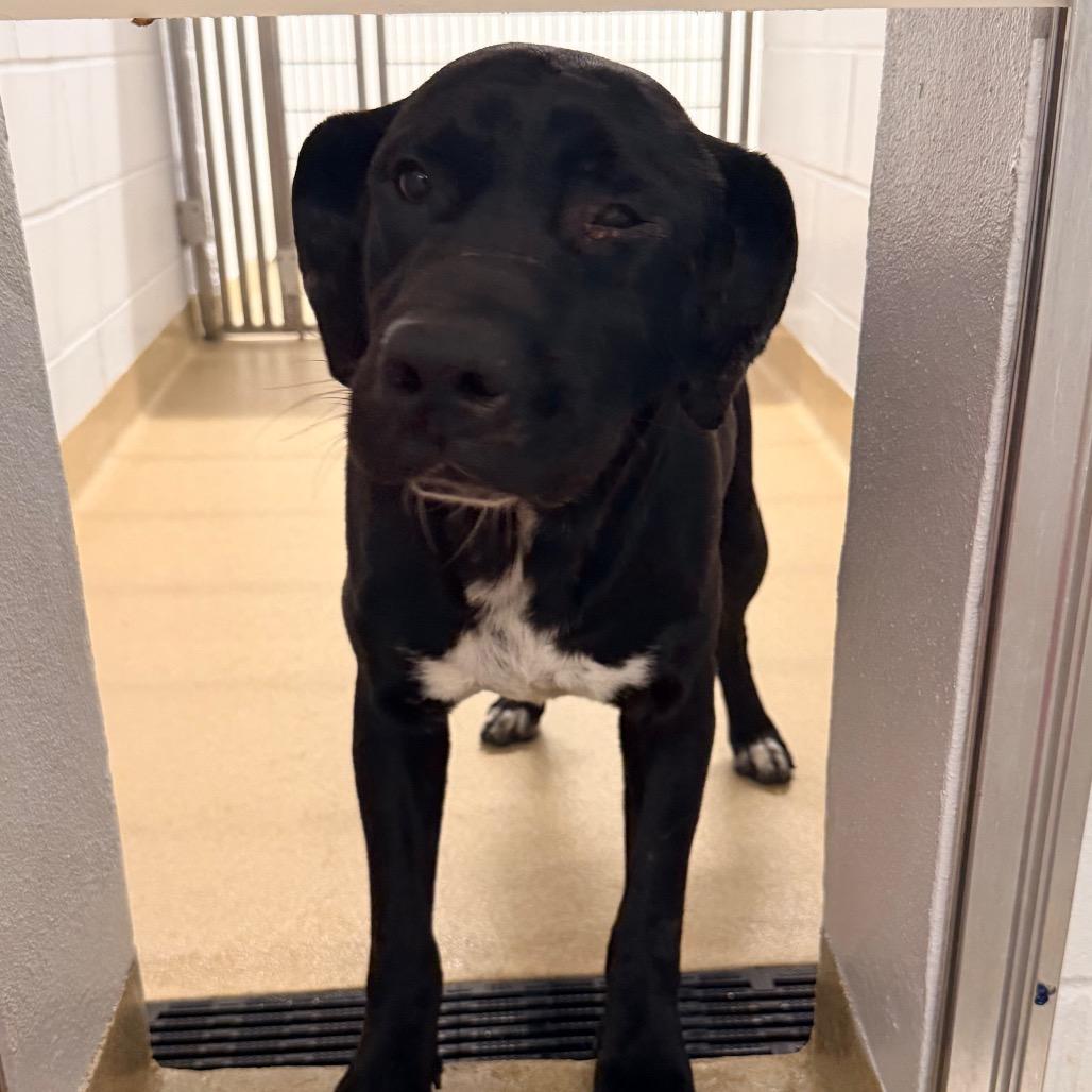Enlarge Miles, a Adoptable American Bulldog in West Palm Beach, FL image 5/6