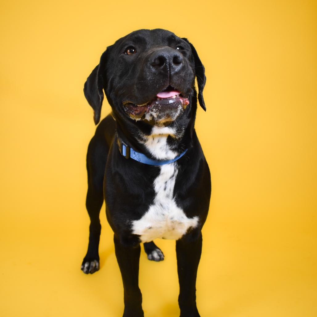 Enlarge Miles, a Adoptable American Bulldog in West Palm Beach, FL image 6/6