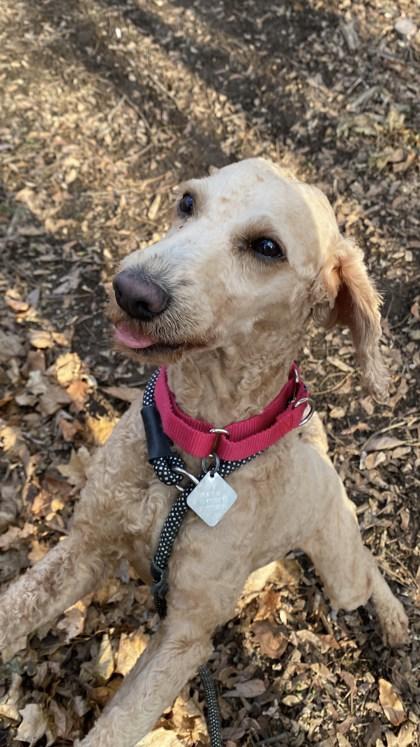 Randy, Adoptable, Adult Male Standard Poodle & Mixed Breed.