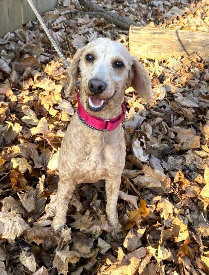 Enlarge Randy, a Adoptable mixed breed in New Hope, PA image 2/2