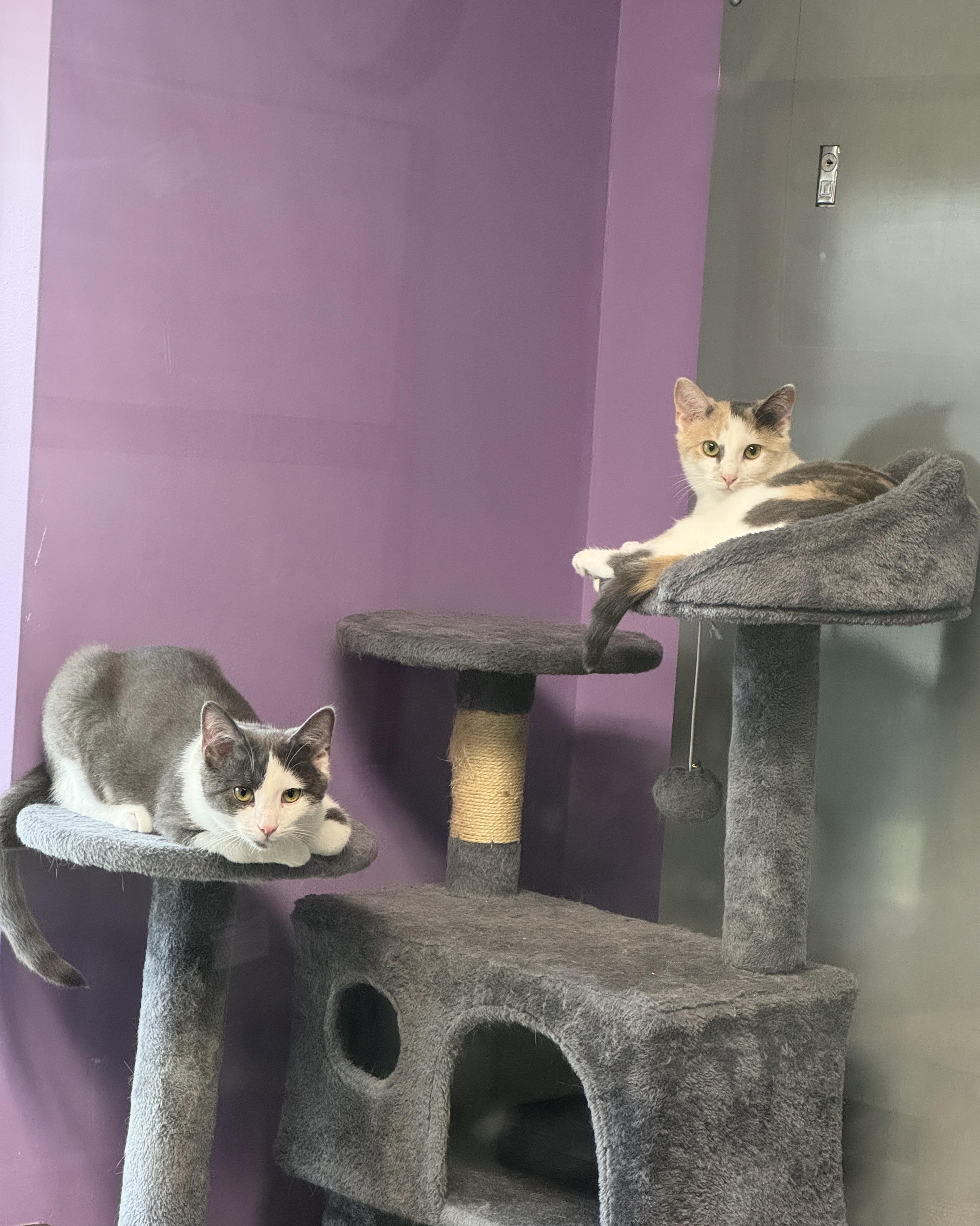 Val & Chong, a Adoptable Domestic Short Hair in Seneca, PA image 4/5