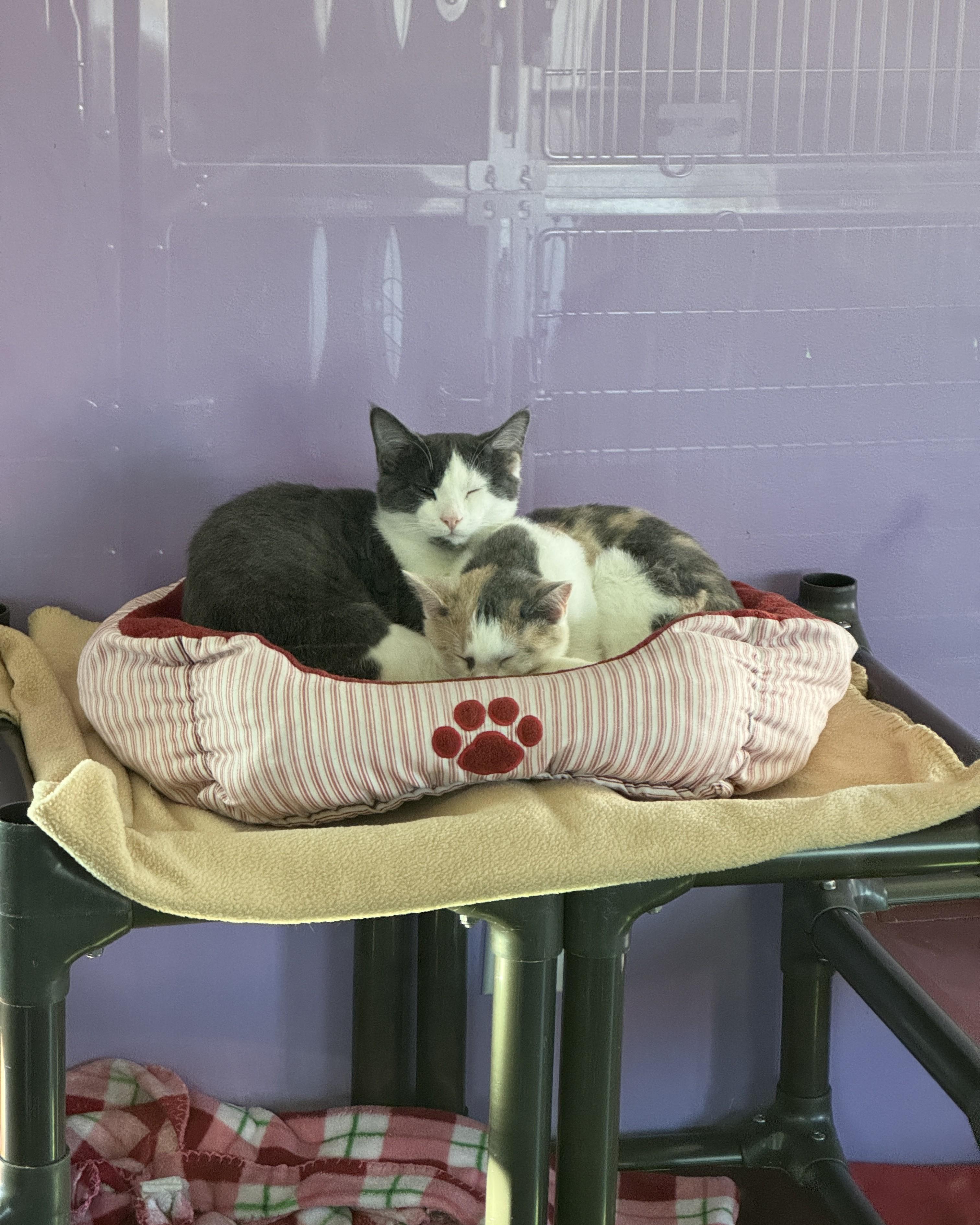 Val & Chong, a Adoptable Domestic Short Hair in Seneca, PA image 3/5