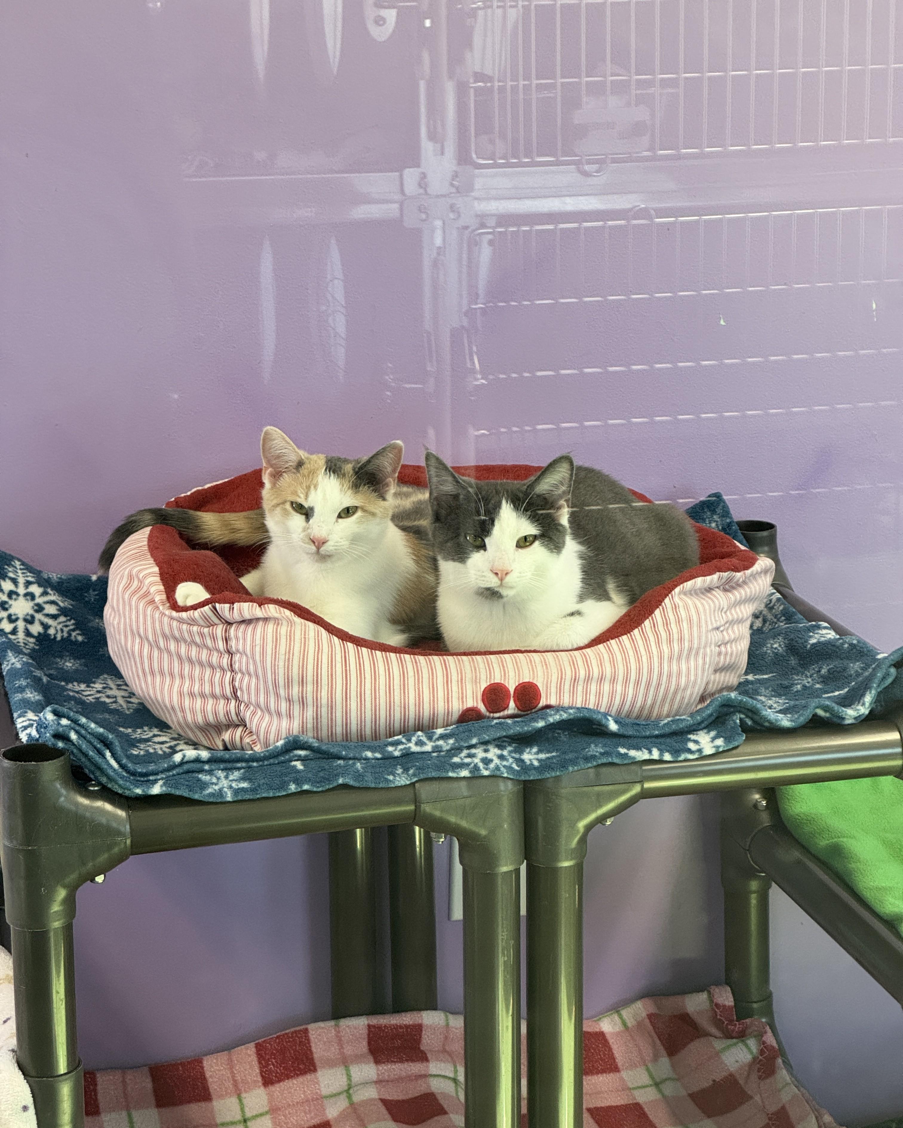 Val & Chong, a Adoptable Domestic Short Hair in Seneca, PA image 2/5