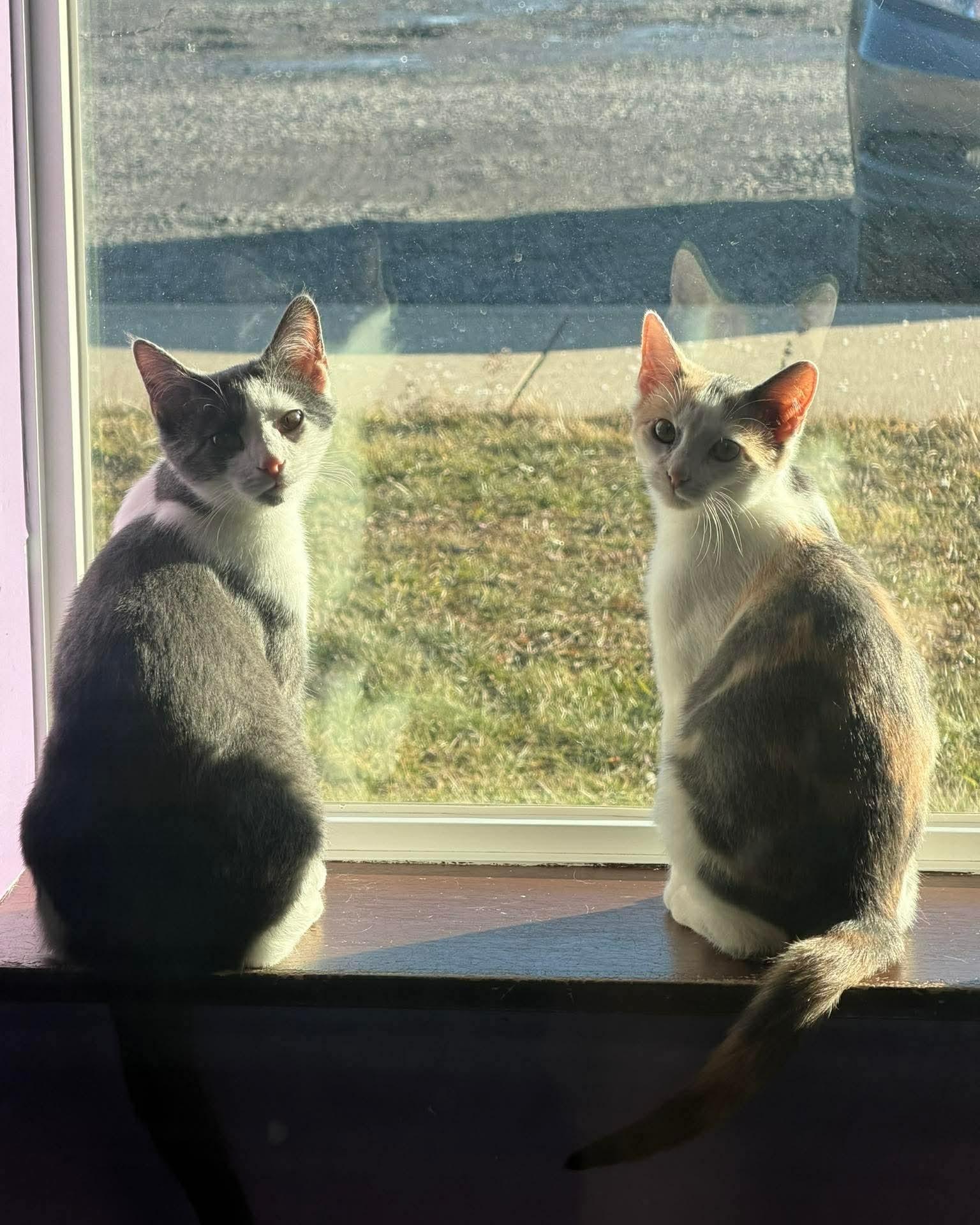 Val & Chong, Adoptable, Young Male Domestic Short Hair.