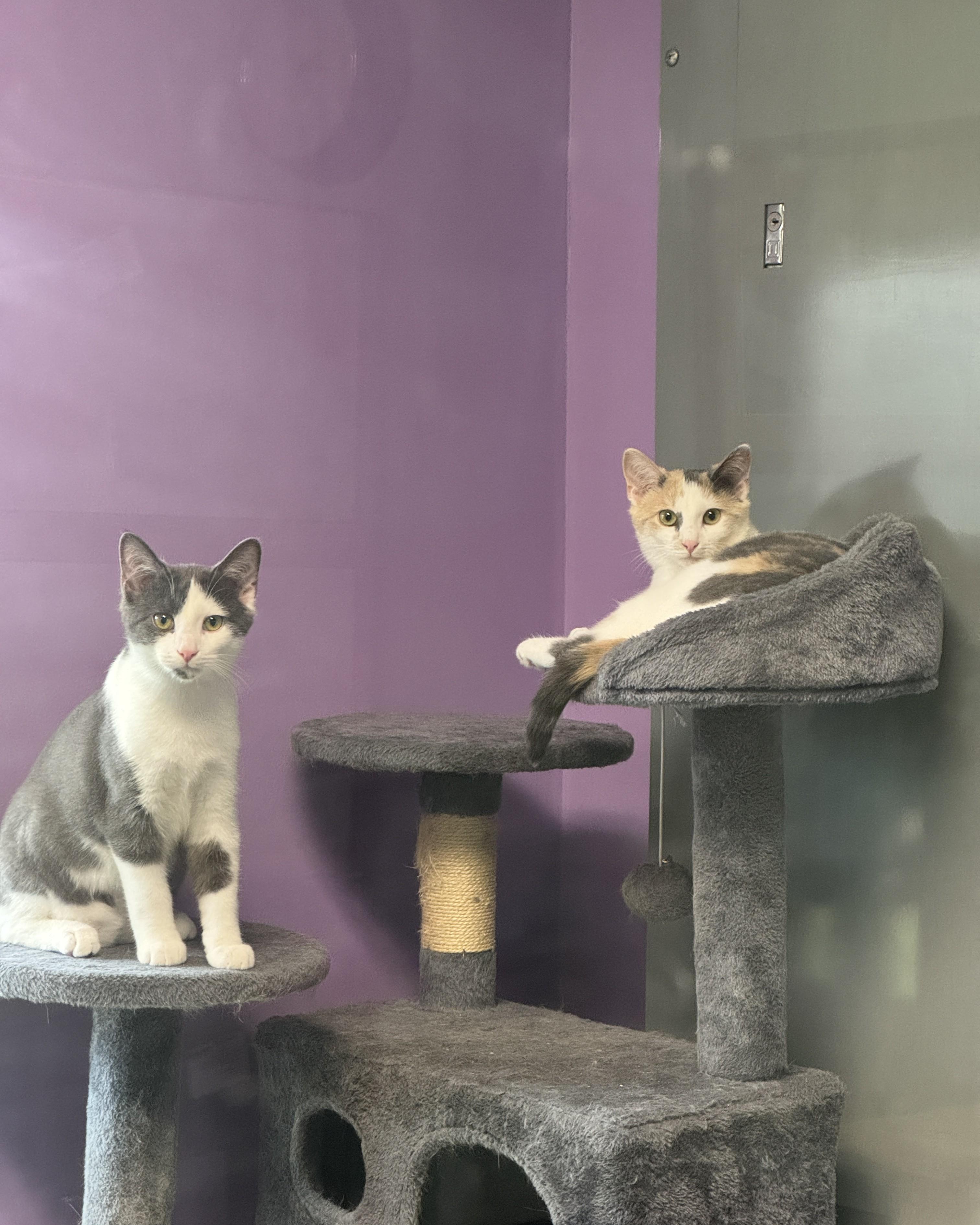 Val & Chong, a Adoptable Domestic Short Hair in Seneca, PA image 5/5
