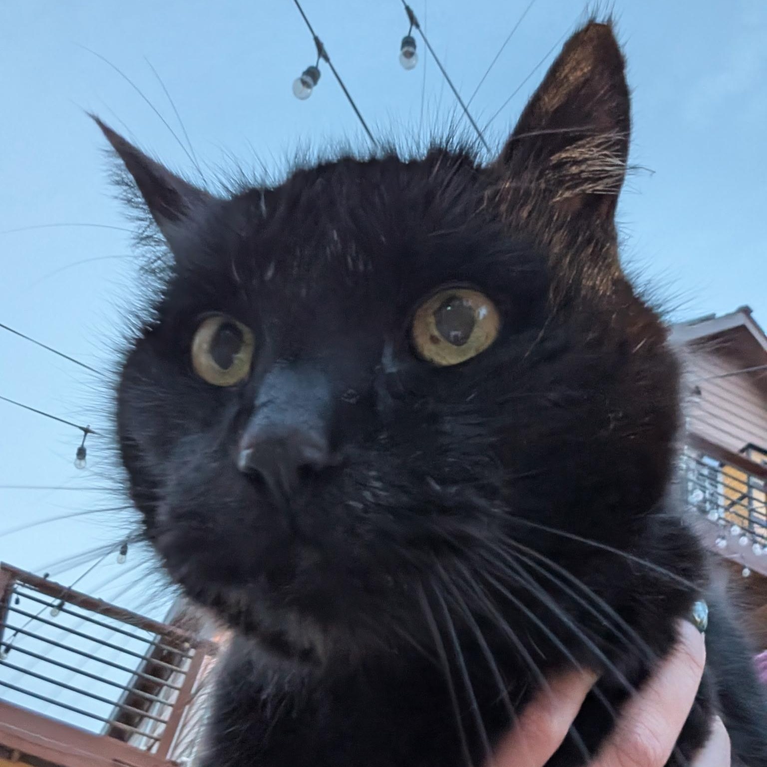 Enlarge Mr. Chonk, an adopted mixed breed in Eureka, CA image 2/4