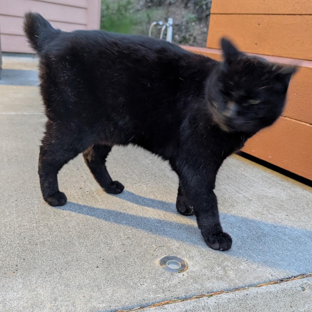 Enlarge Mr. Chonk, an adopted mixed breed in Eureka, CA image 4/4