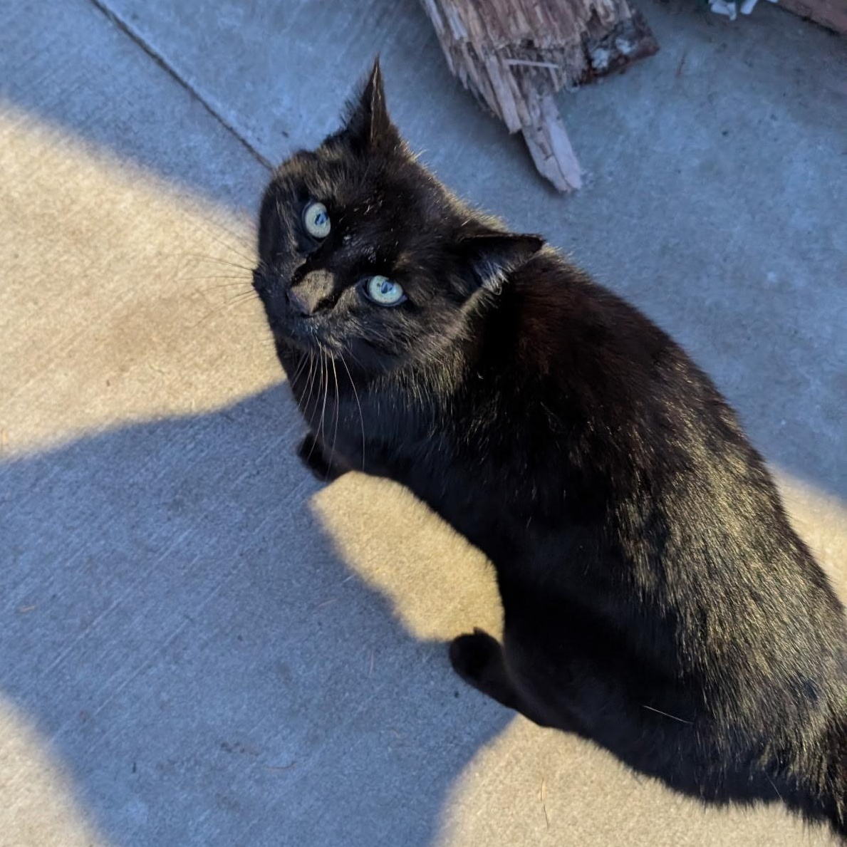 Enlarge Mr. Chonk, an adopted mixed breed in Eureka, CA image 3/4