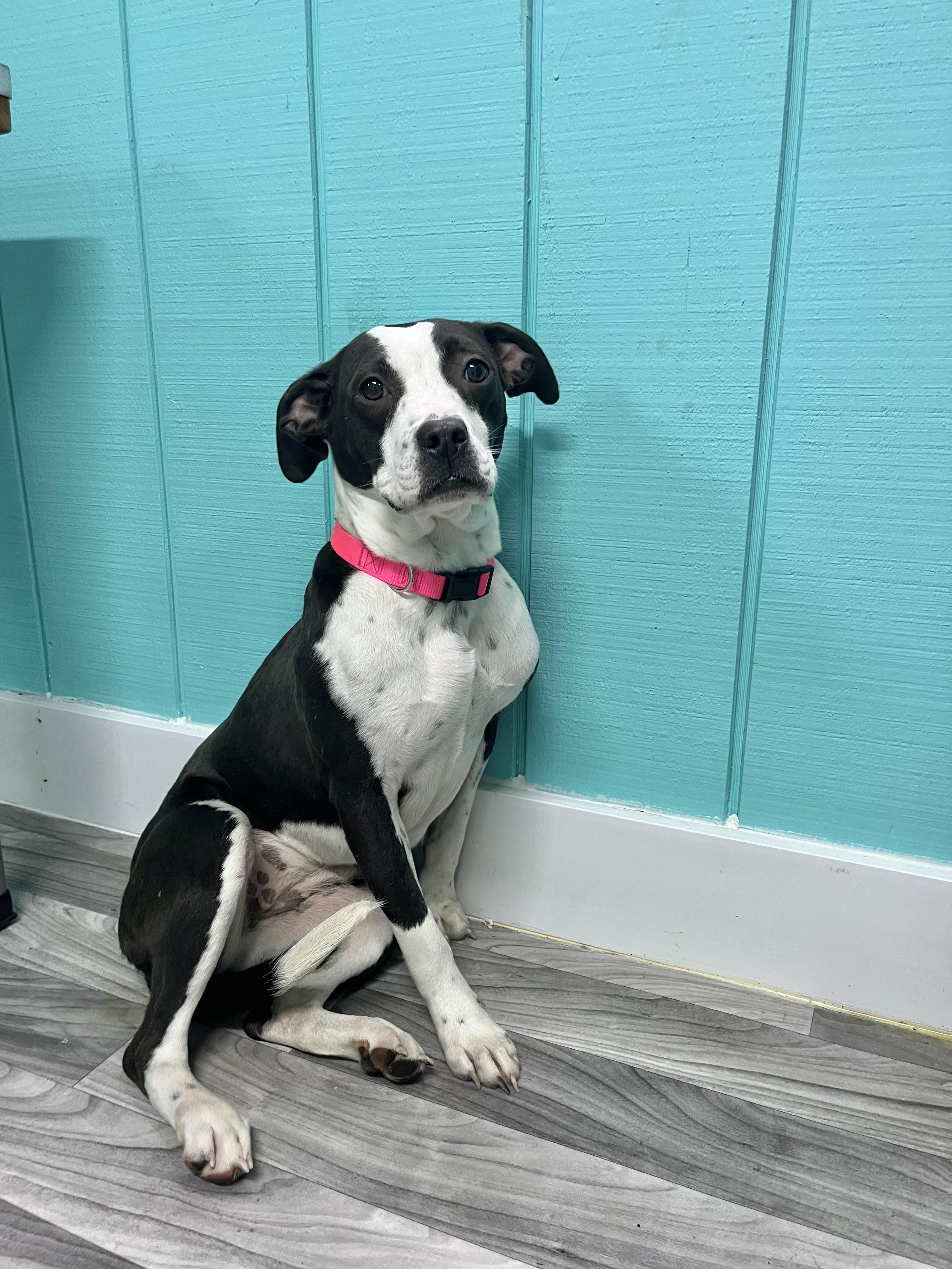 Enlarge Chickadee, an adoptable mixed breed in Fairfax, VA image 3/4