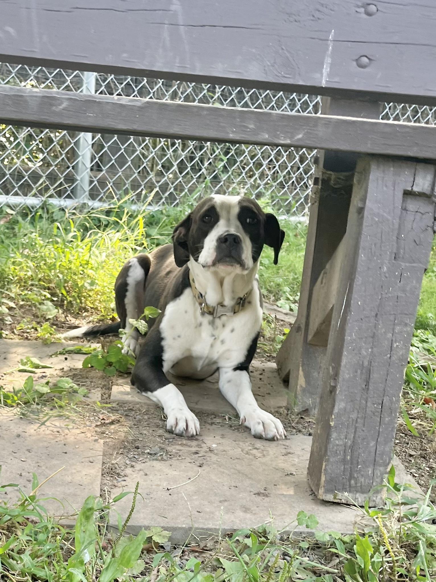 Enlarge Chickadee, an adoptable mixed breed in Fairfax, VA image 4/4