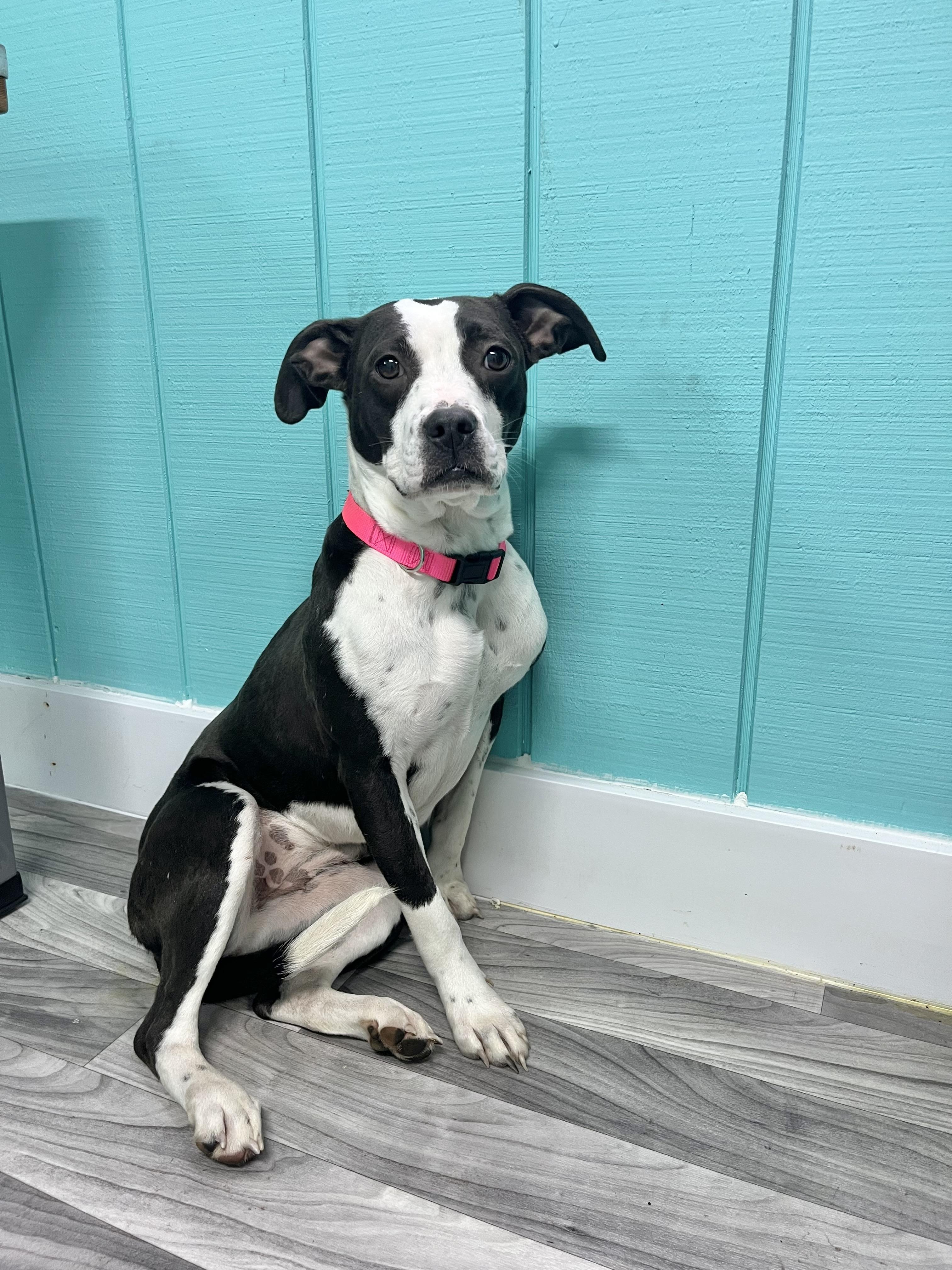 Enlarge Chickadee, an adoptable mixed breed in Fairfax, VA image 1/4