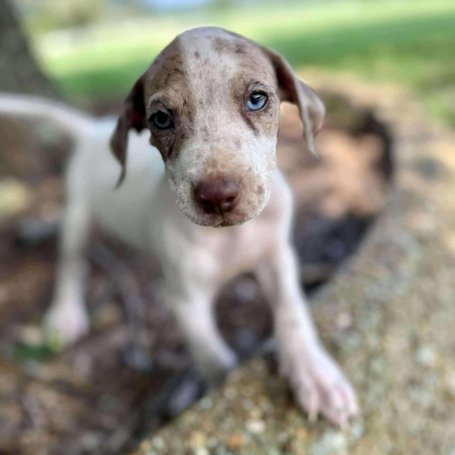 Stoli, Baby Male unknown