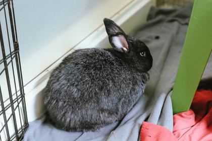 Enlarge Pearl, a Adoptable American in Bellevue, WA image 1/3